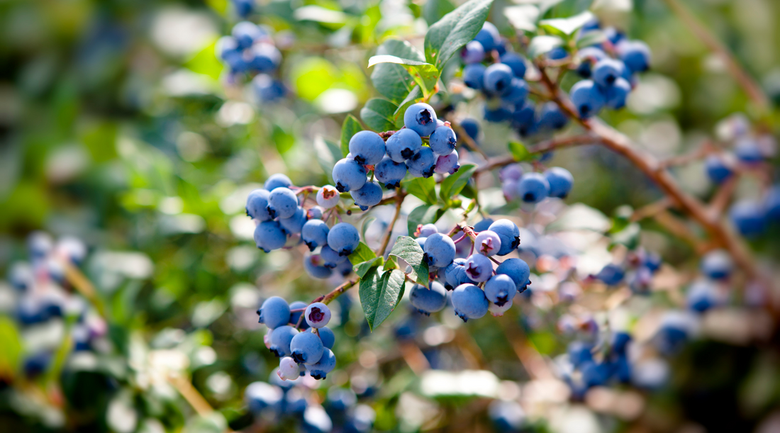 Wild Blueberries: The Next Big Superfood?