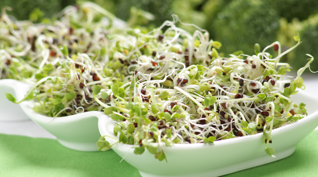 Broccoli Sprouts: Here's What You Need To Know