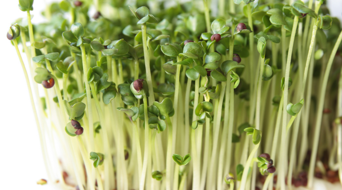 The Complete Guide to Sprouts