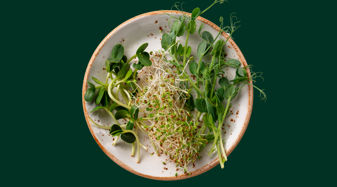 Different Types of Sprouts to Add to Your Diet